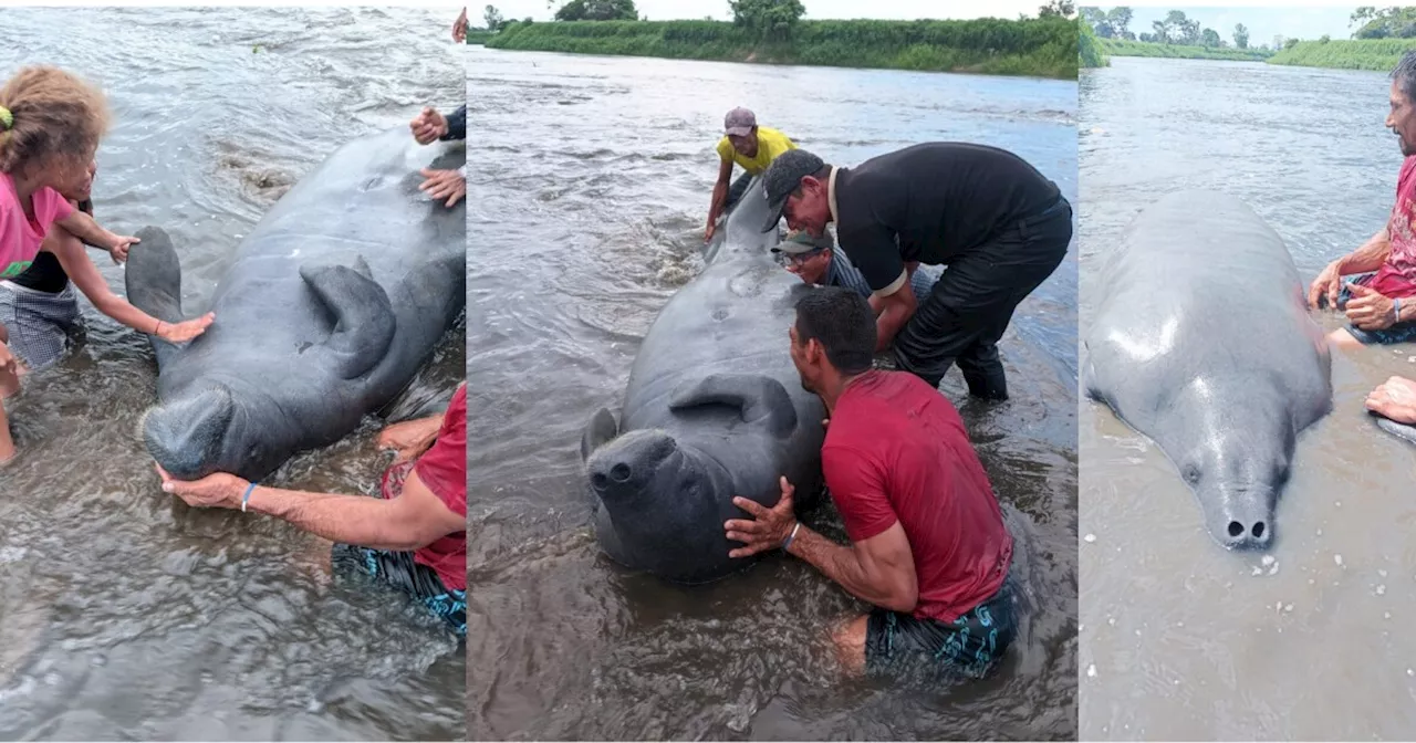 Nueve manatíes antillanos fueron rescatados por la comunidad en el Magdalena medio