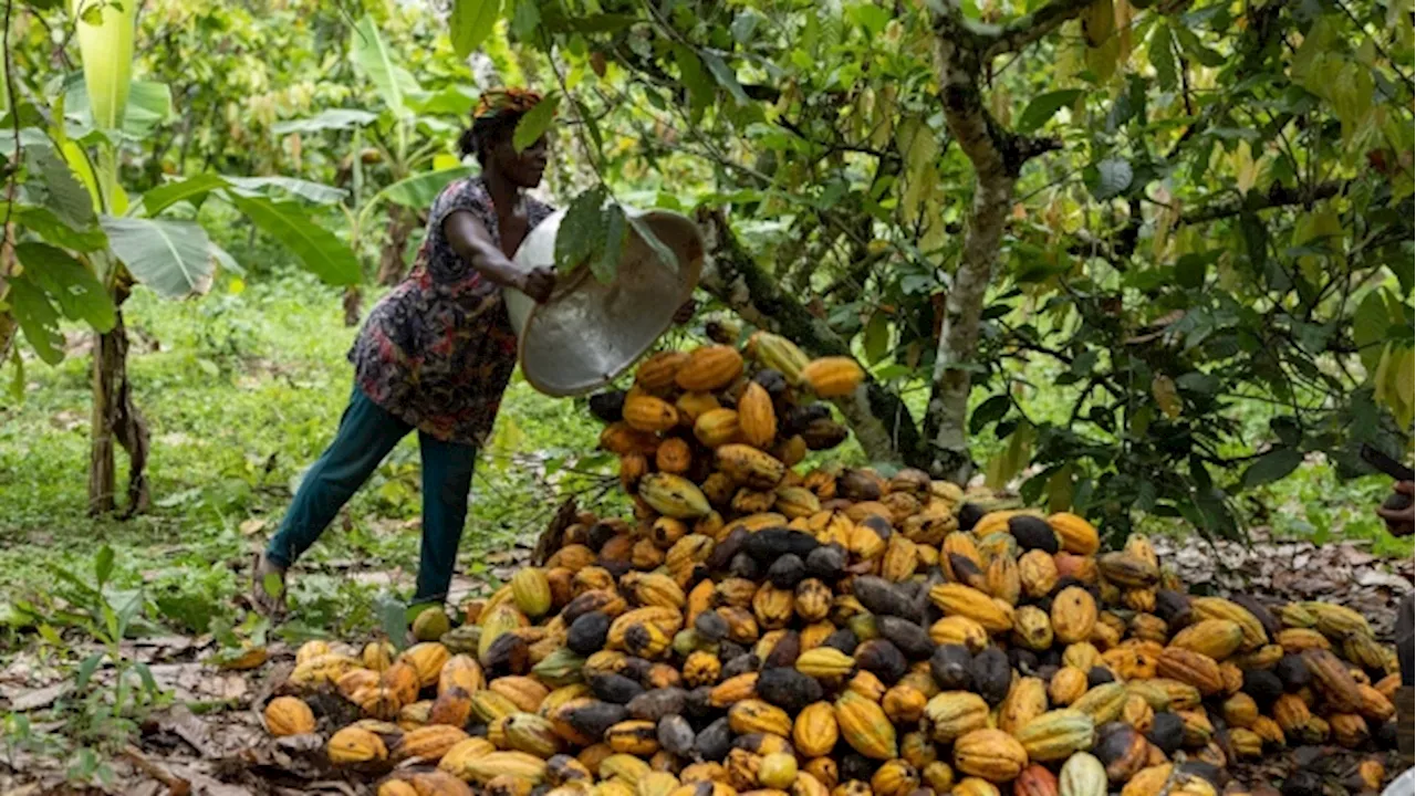 Ghana’s Trade Surplus Remains Pressured by Low Cocoa Output