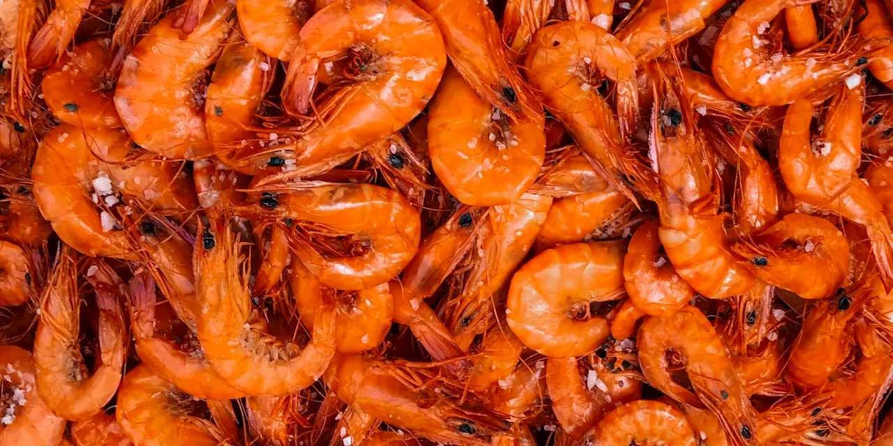 Alabama state waters will open for shrimping on June 1