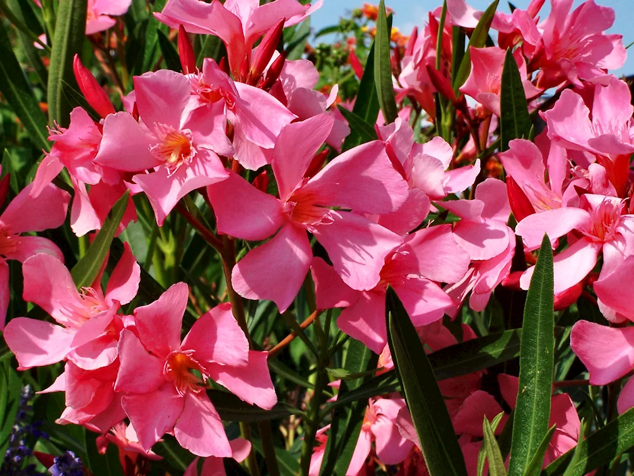 Geheimtipp für Oleander: Genialer Dünger aus zwei Küchenabfällen lässt ihn üppig blühen