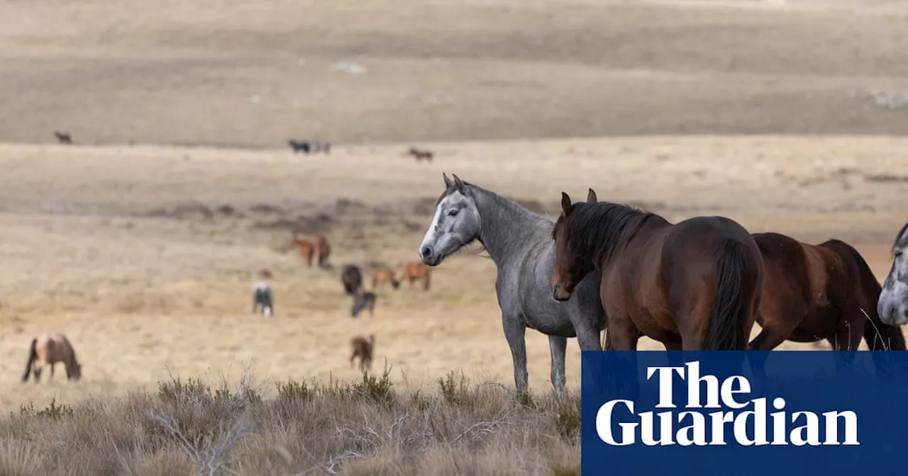 More than 5,000 feral horses culled in Kosciuszko national park since aerial shooting resumed