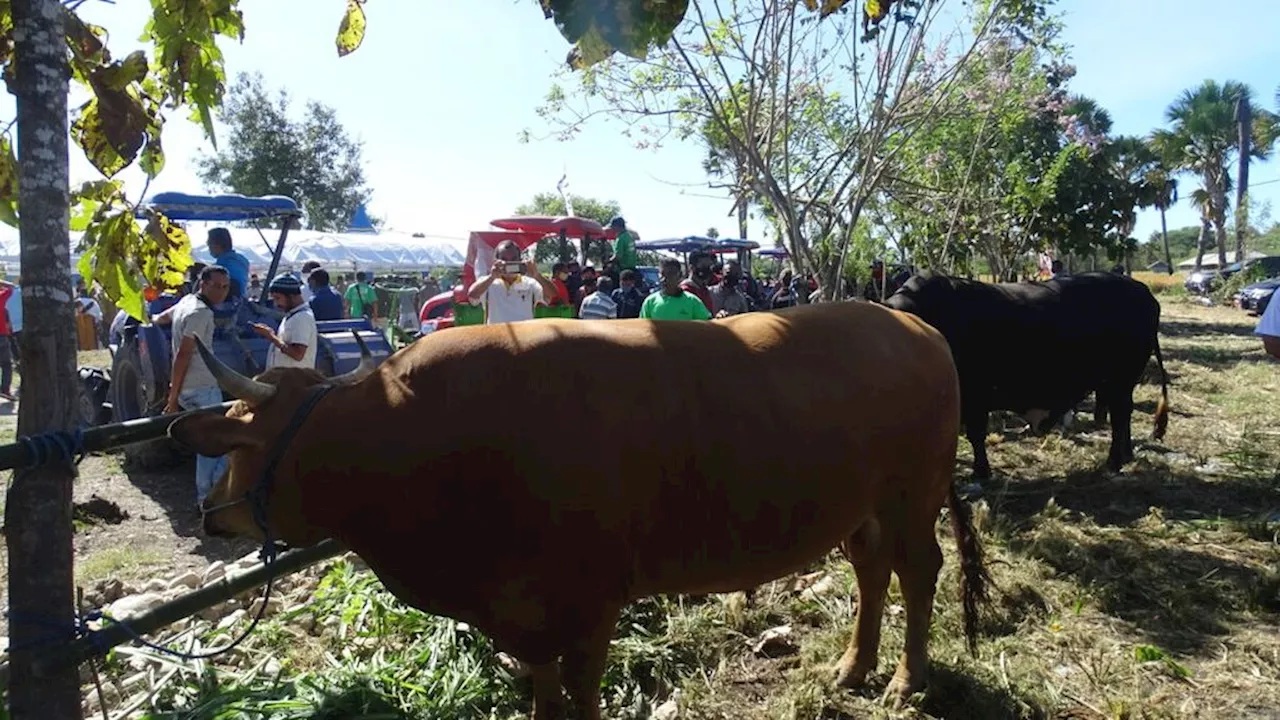 Puncak Kemarau Penyebab Bobot Sapi di NTT Turun Drastis