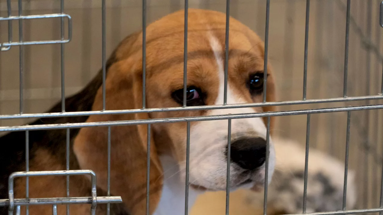 Hund fällt Kleinkind (2) an, beißt sein Gesicht blutig