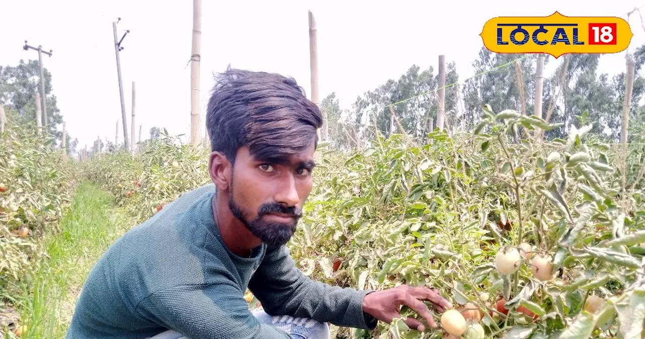 इस युवा ने शुरू की बैंगन और टमाटर की खेती, 4 बीघा में कमा रहा ढ़ाई लाख मुनाफा