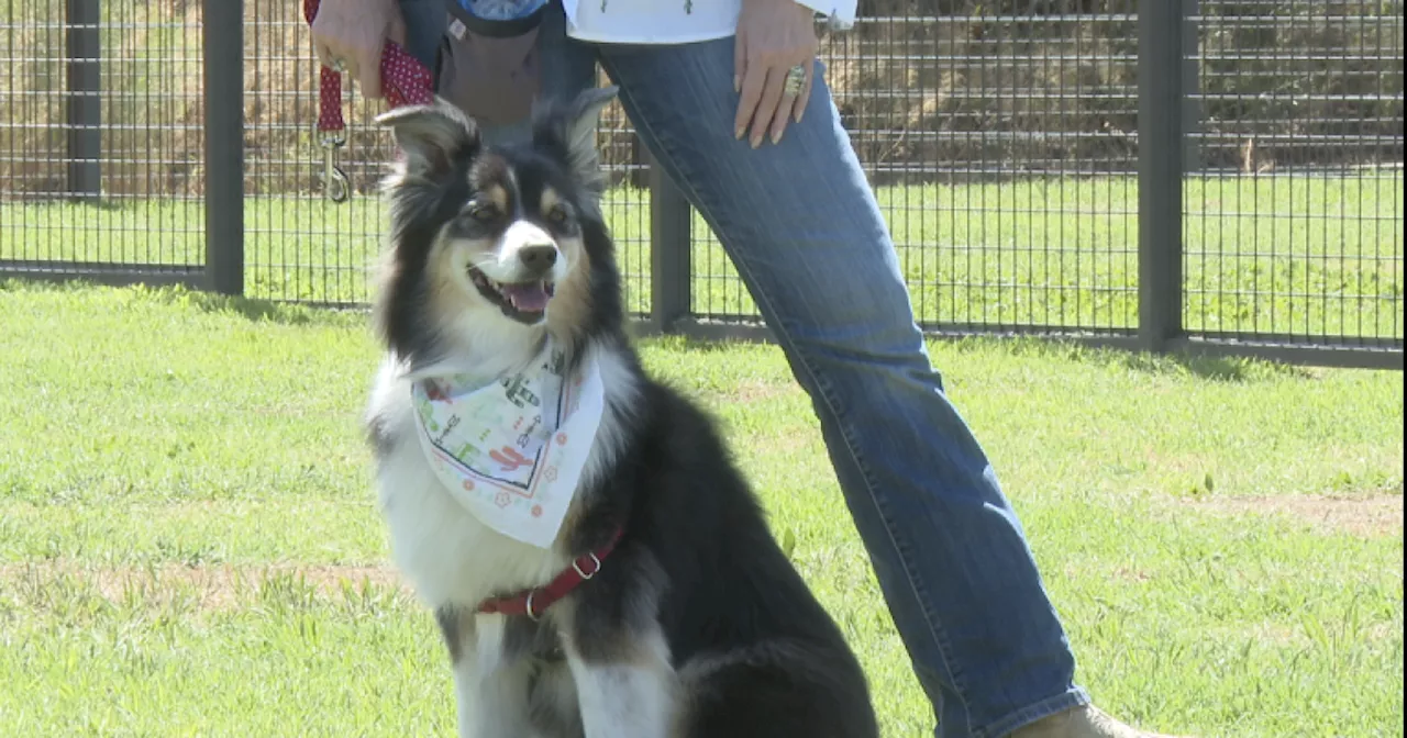 It's Pawty Time! Ward 4 celebrates new dog park at lower Lincoln Park