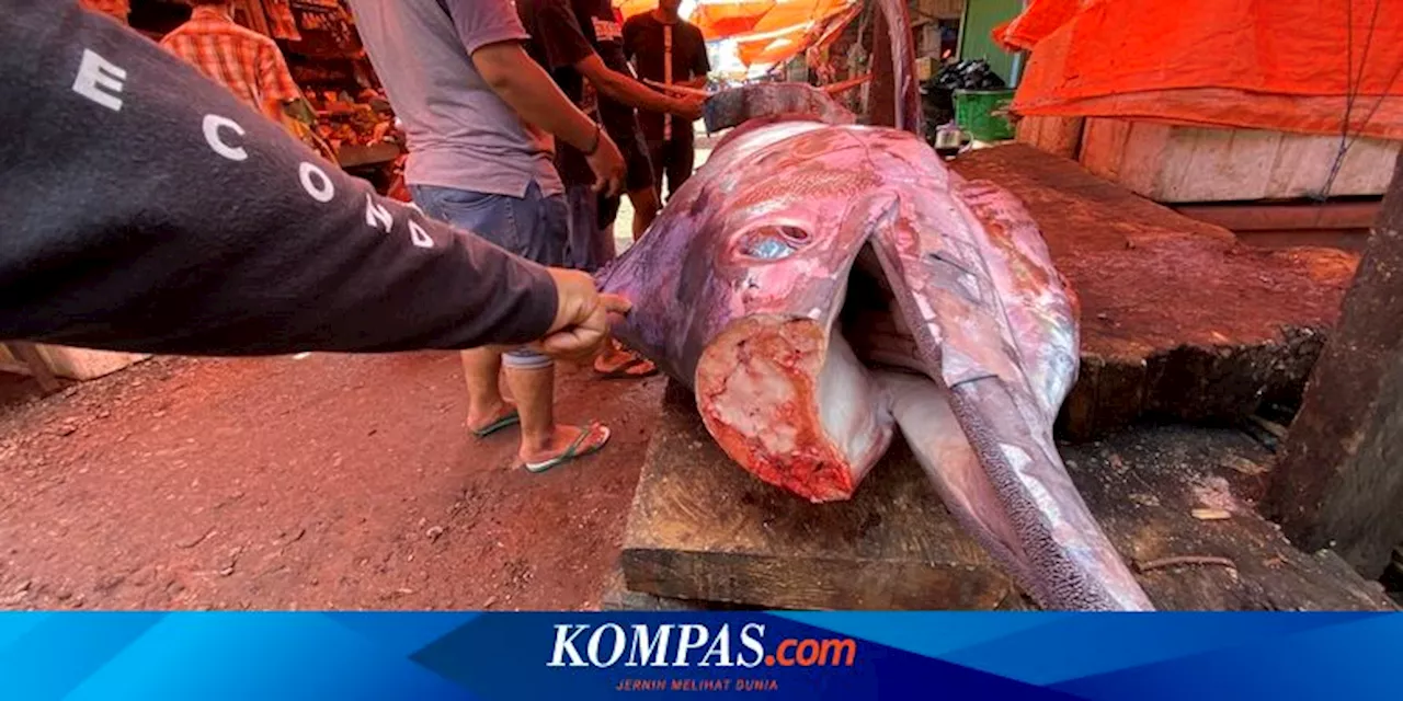 Ikan Marlin Jadi Ikon Kabupaten Pesisir Barat, Legenda Nelayan Ditarik Ikan Semalaman