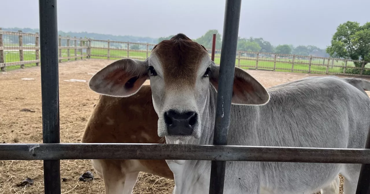 Limited testing of raw milk for bird flu leaves safety questions unanswered