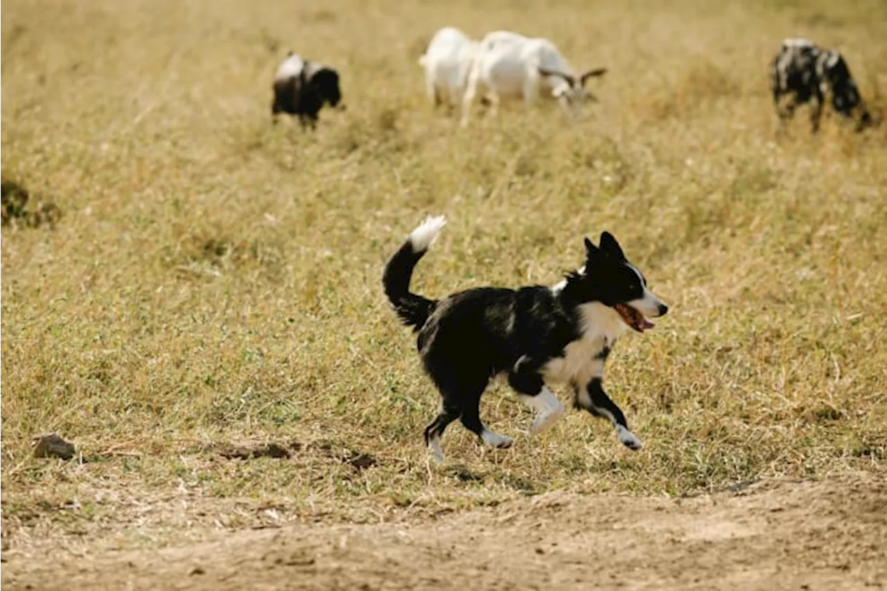 Q&A: Safeguarding your furry friend from bugs in Texas