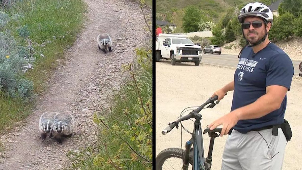 Mountain biker recounts aggressive badger standoff in Draper