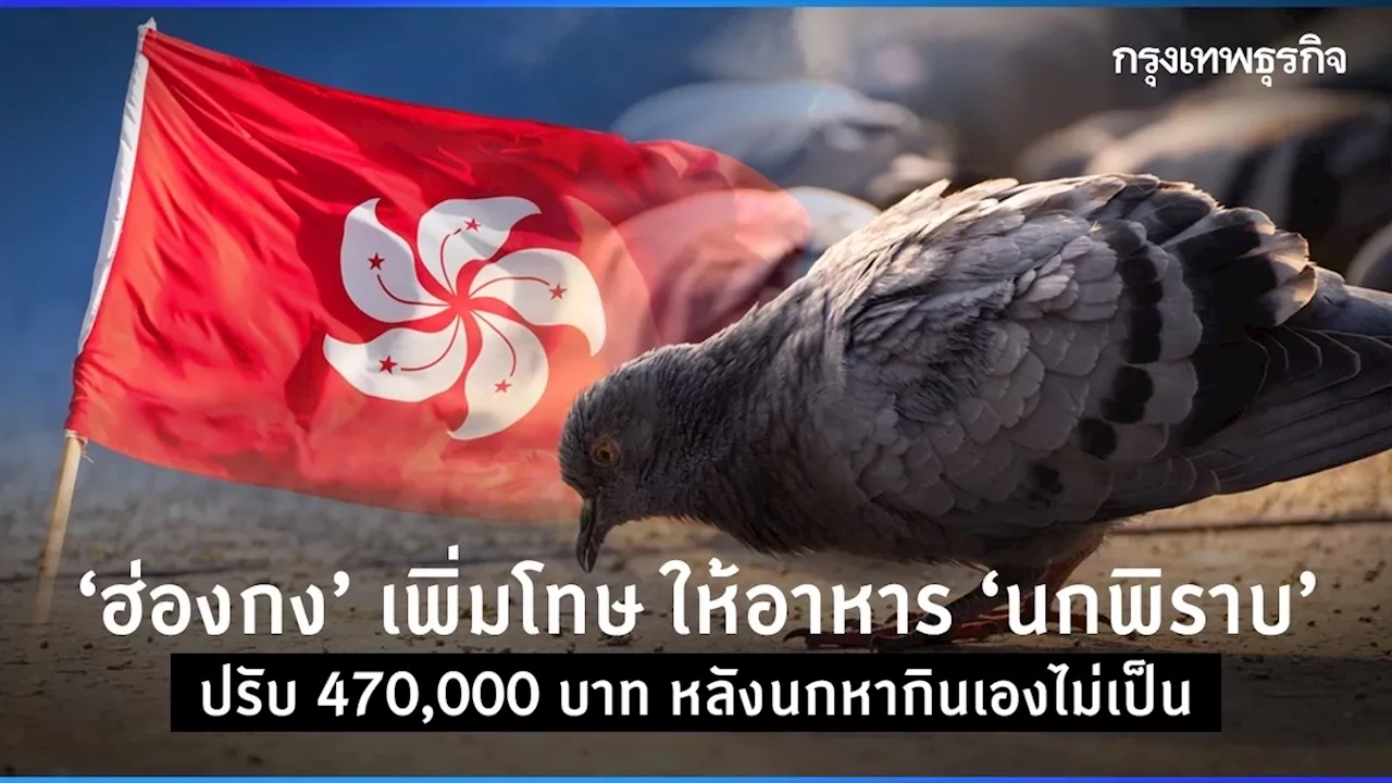 ‘ฮ่องกง’ เพิ่มโทษ ให้อาหาร ‘นกพิราบ’ ปรับ 470,000 บาท หลังนกหากินเองไม่เป็น