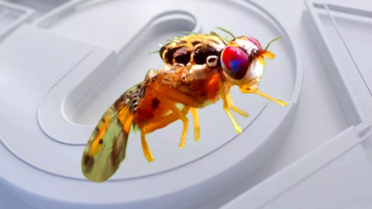 Ca Fruit fly quarantine lifted after nearly 9 months in Santa Clara