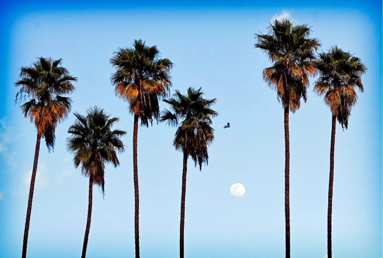 What to know about Southern California’s iconic palm trees