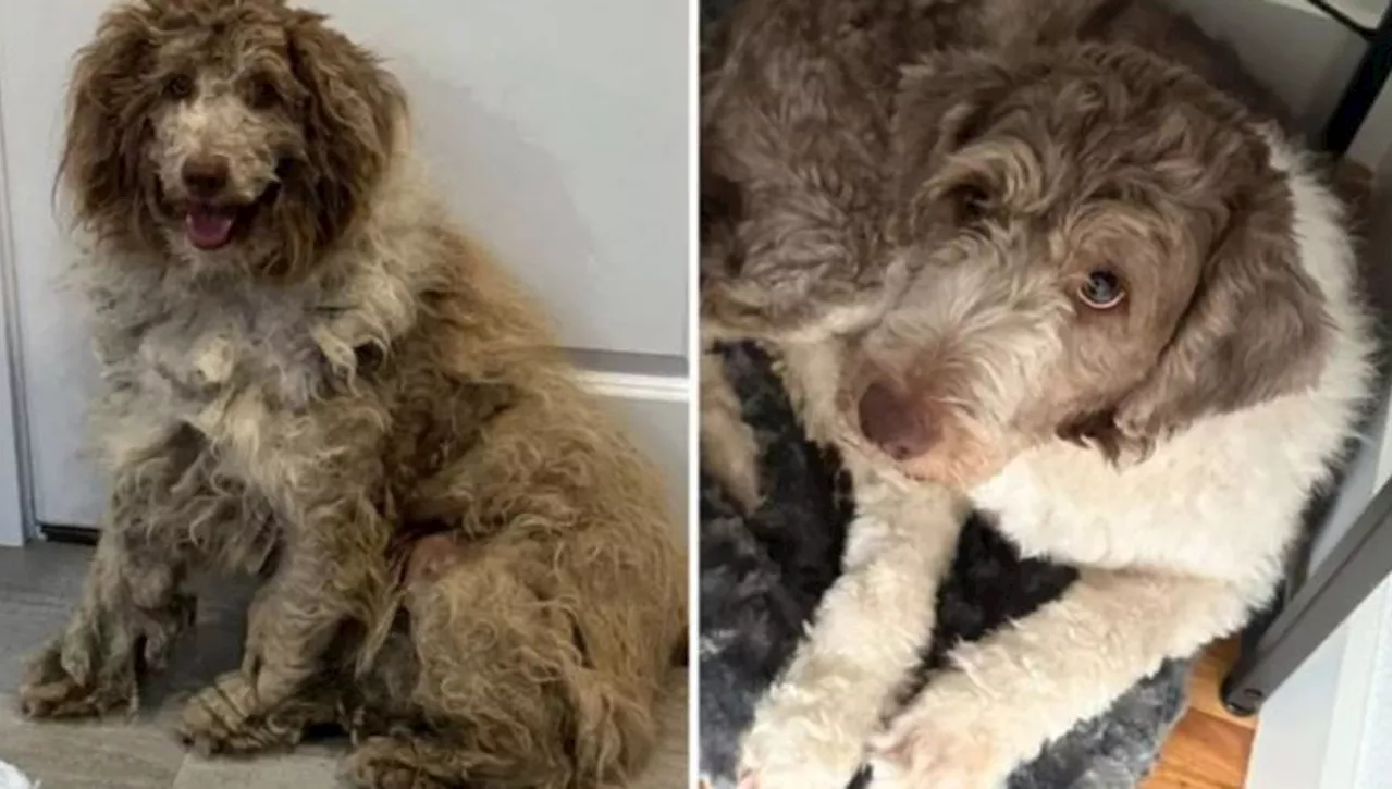 La trasformazione di Noa, il cane salvato dalla strada che scopre che cosa è l'amore