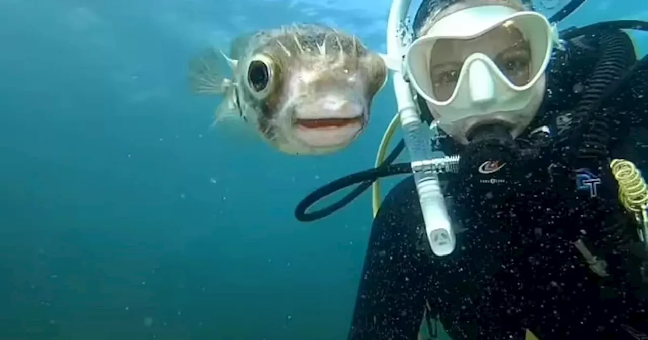 Video: un pulpo guió a una buceadora hasta un tesoro escondido en el fondo del mar