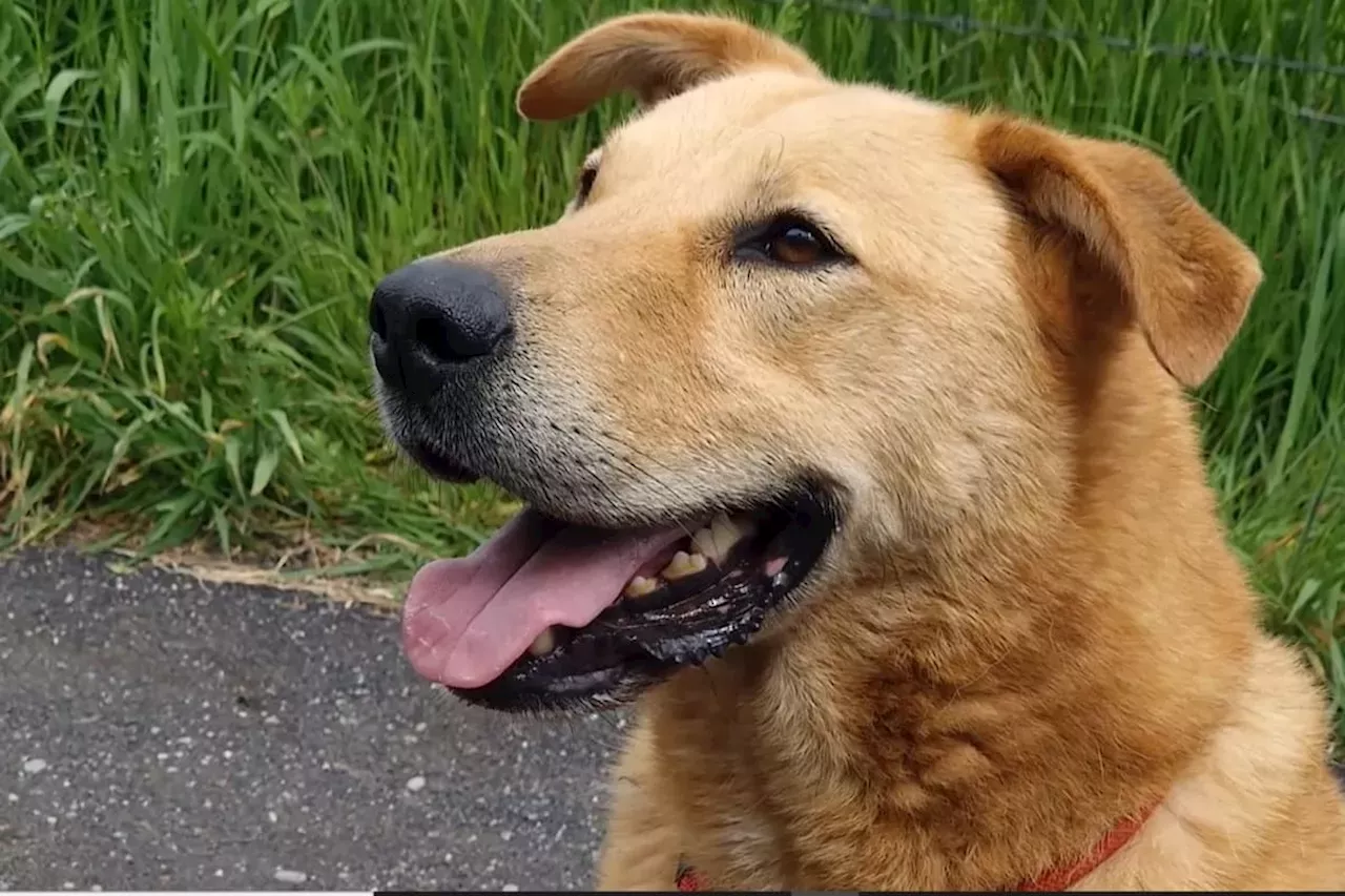 Rescue dog who is 'not cute and fluffy' seeks forever-home after four ...