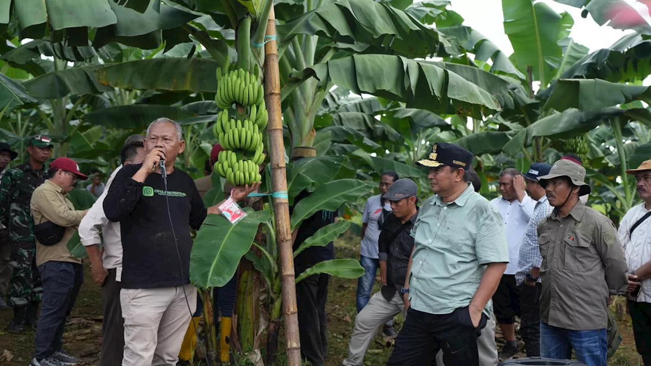 Selain Sukun, Pj Gubernur Sulbar Akan Kembangkan Pisang Cavendish