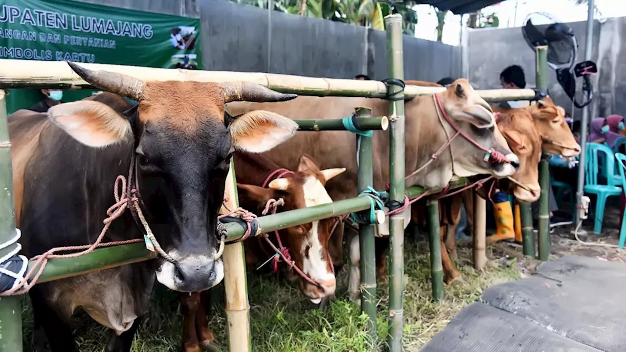 Wajibkah Shohibul Qurban Menyaksikan Penyembelihan Hewan Kurbannya?