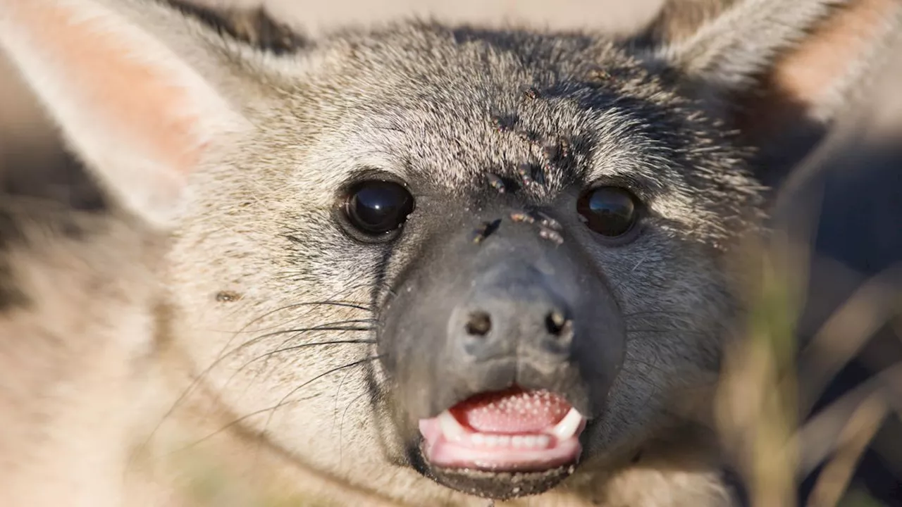 Aardwolf: The weirdo hyena cousin that eats 300,000 termites each night