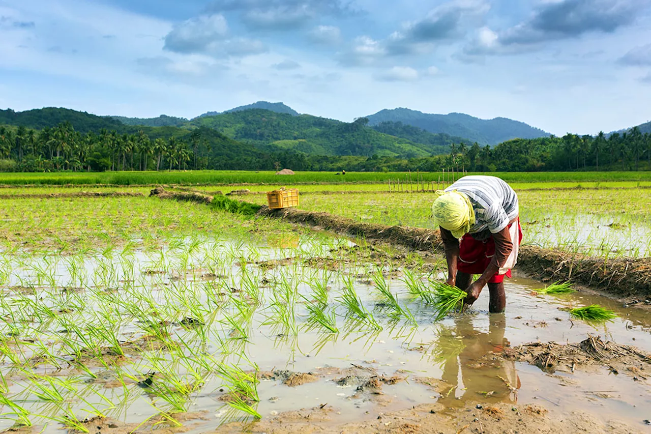 Marcos trusts modified Rice Tariffication Law to regulate rice prices