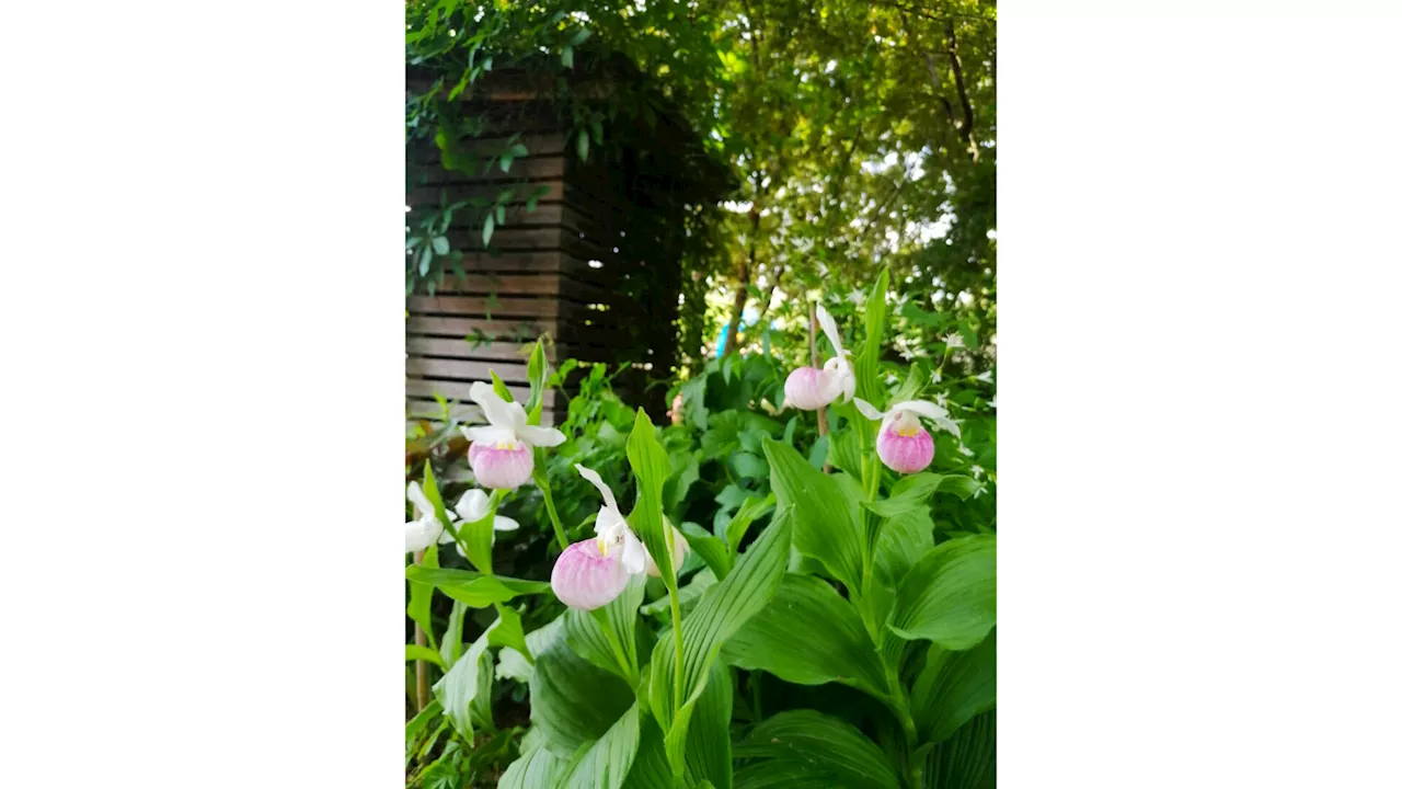 Die Garten Tulln wartet mit farbenfrohen Pflanzenhighlights und Raritä