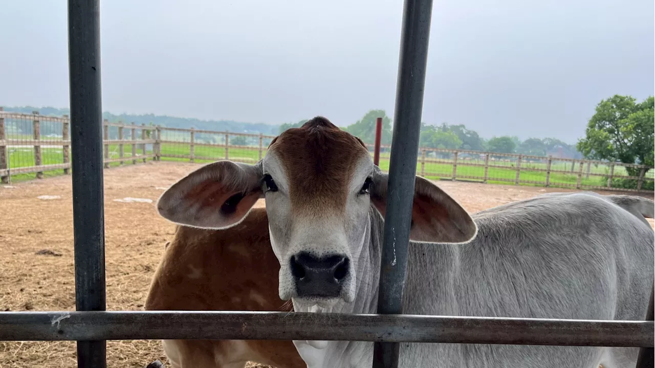 Limited testing of raw milk for bird flu leaves safety questions unanswered