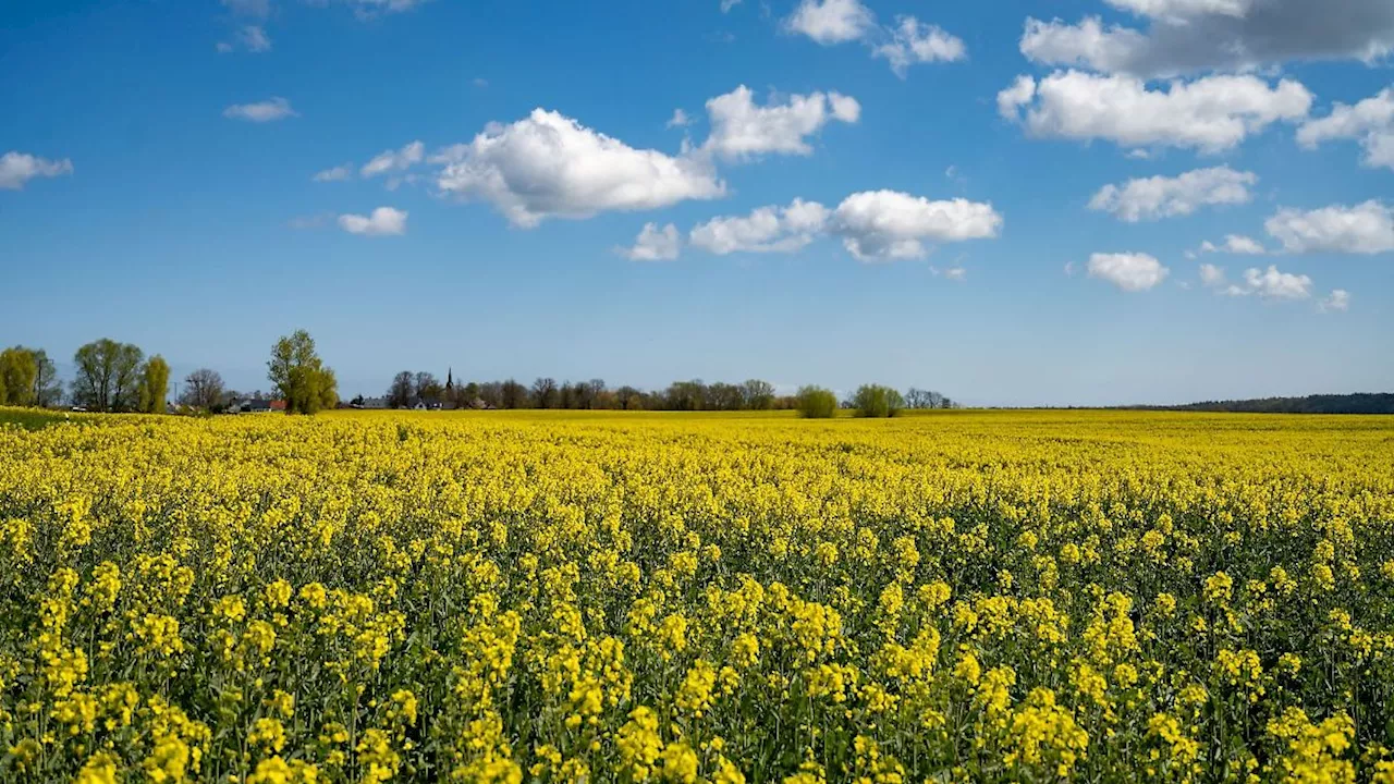 Mecklenburg-Vorpommern: Der Raps steht gut: Ernteanlauf Mitte Juli