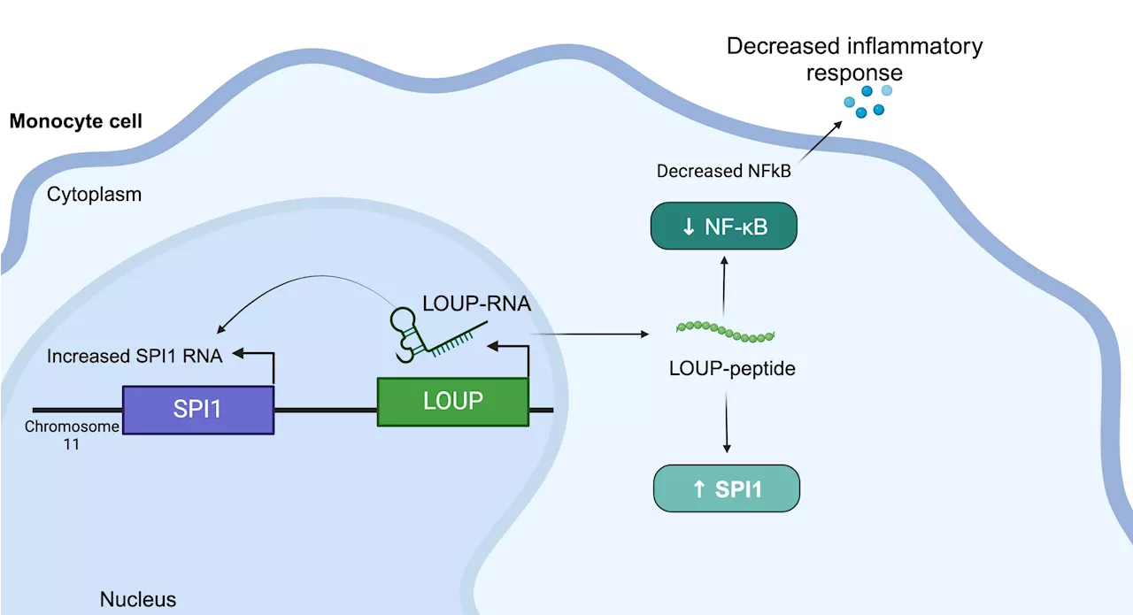 New study discovers tiny target on RNA to short-circuit inflammation