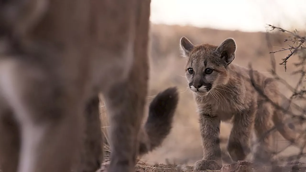 Texas Parks and Wildlife approves new regulations for hunting mountain lions