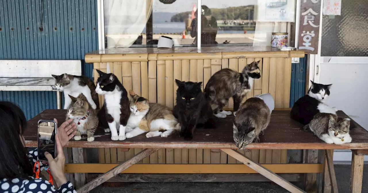 Shrine honors cats at a Japanese island where they outnumber humans