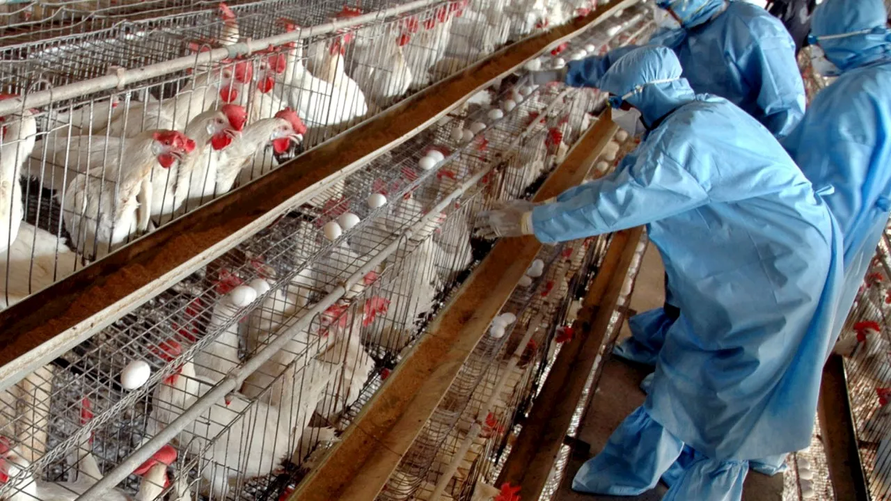 US bans Australian poultry imports amid bird flu outbreak