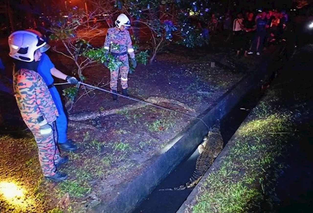 Second 3m long crocodile captured in Kota Kinabalu’s public park