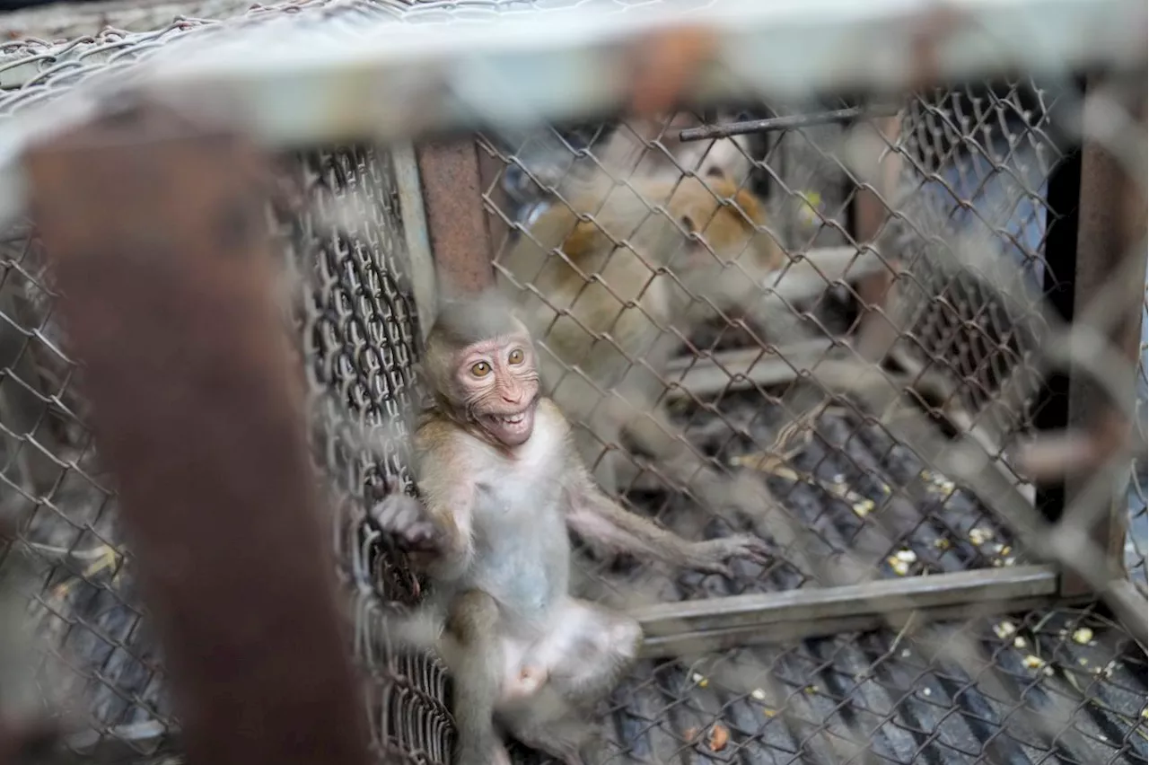 Thai town maddened by marauding monkeys launches plan to send them away