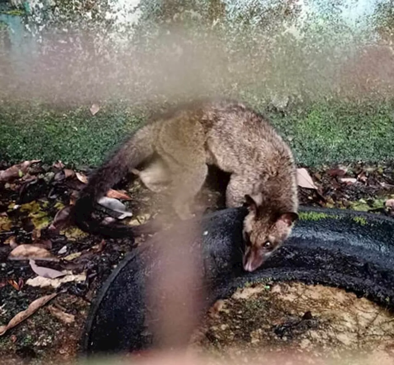 Asian Palm Civet rescued in Zamboanga del Sur