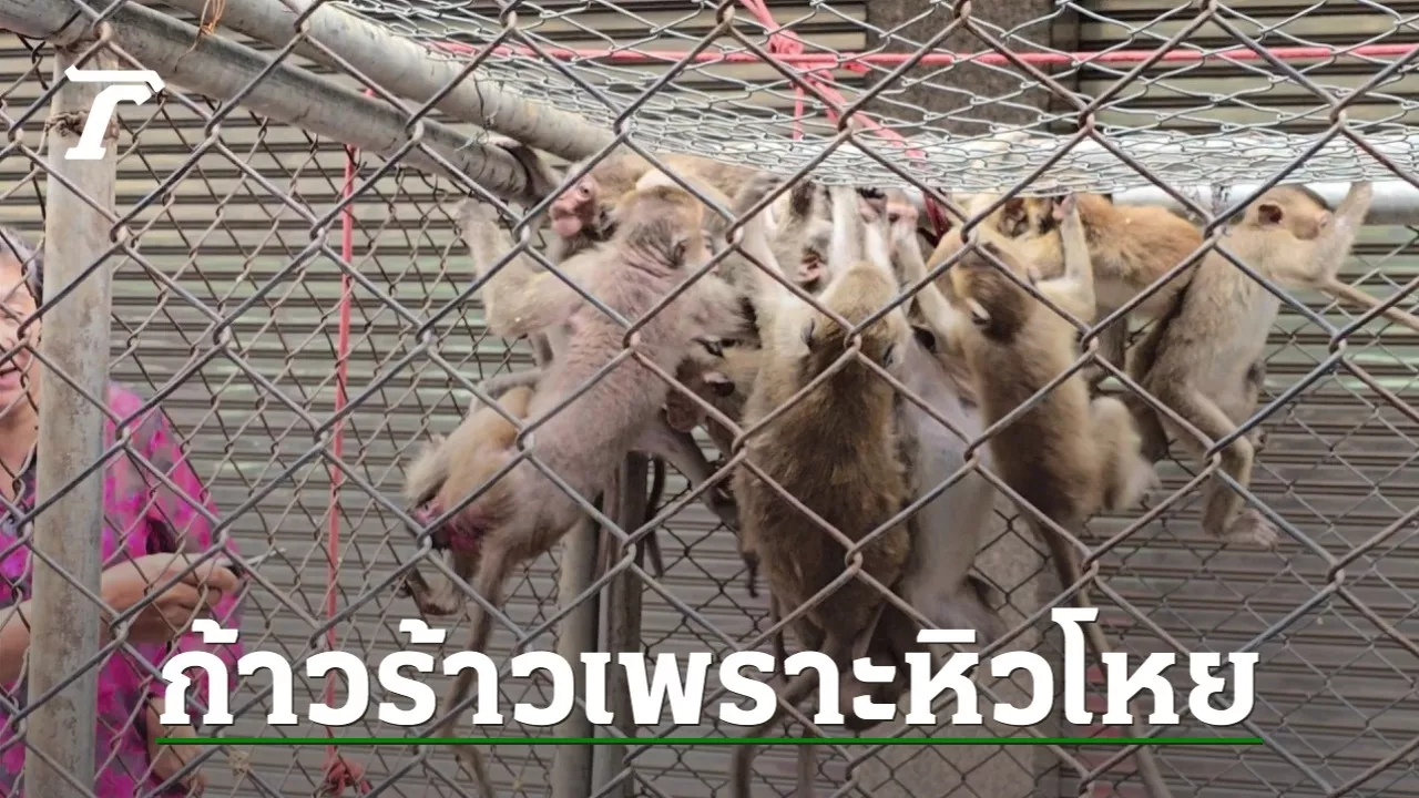 จับได้แล้ว 130 ตัว พบลิงตึกลพบุรีขาดน้ำ เลือดข้น เป็นนิ่วในไต