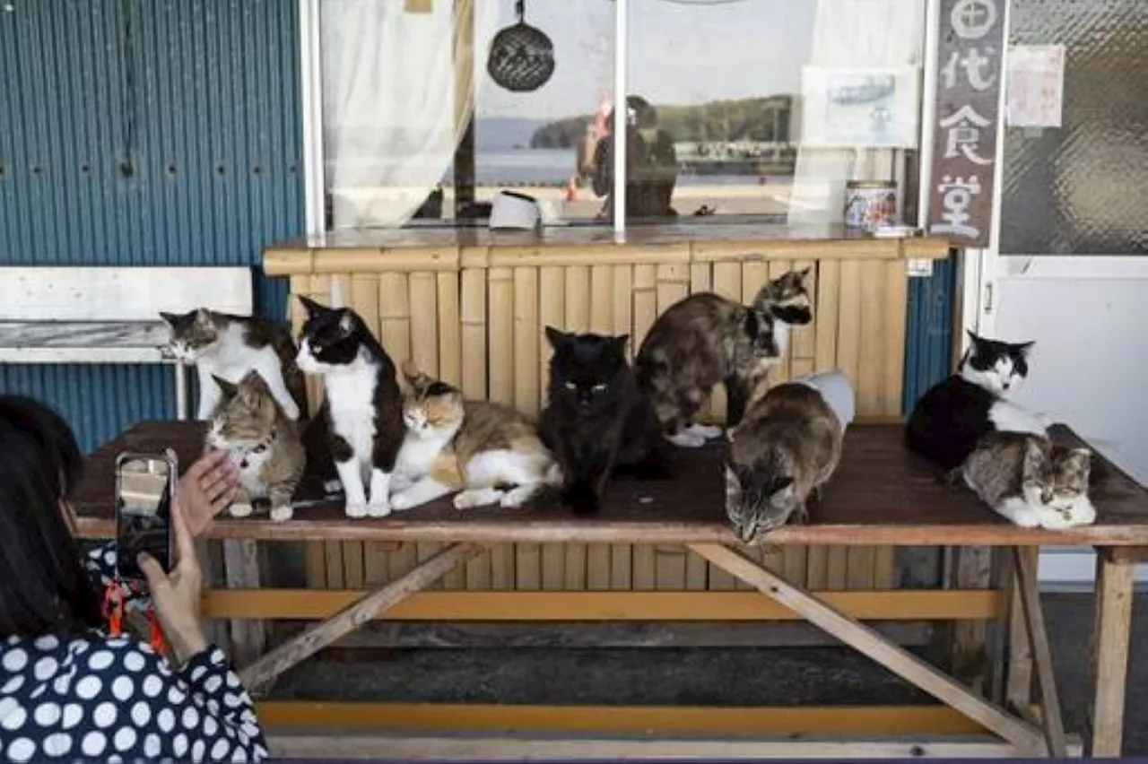 Shrine honors cats at a Japanese island where they outnumber humans