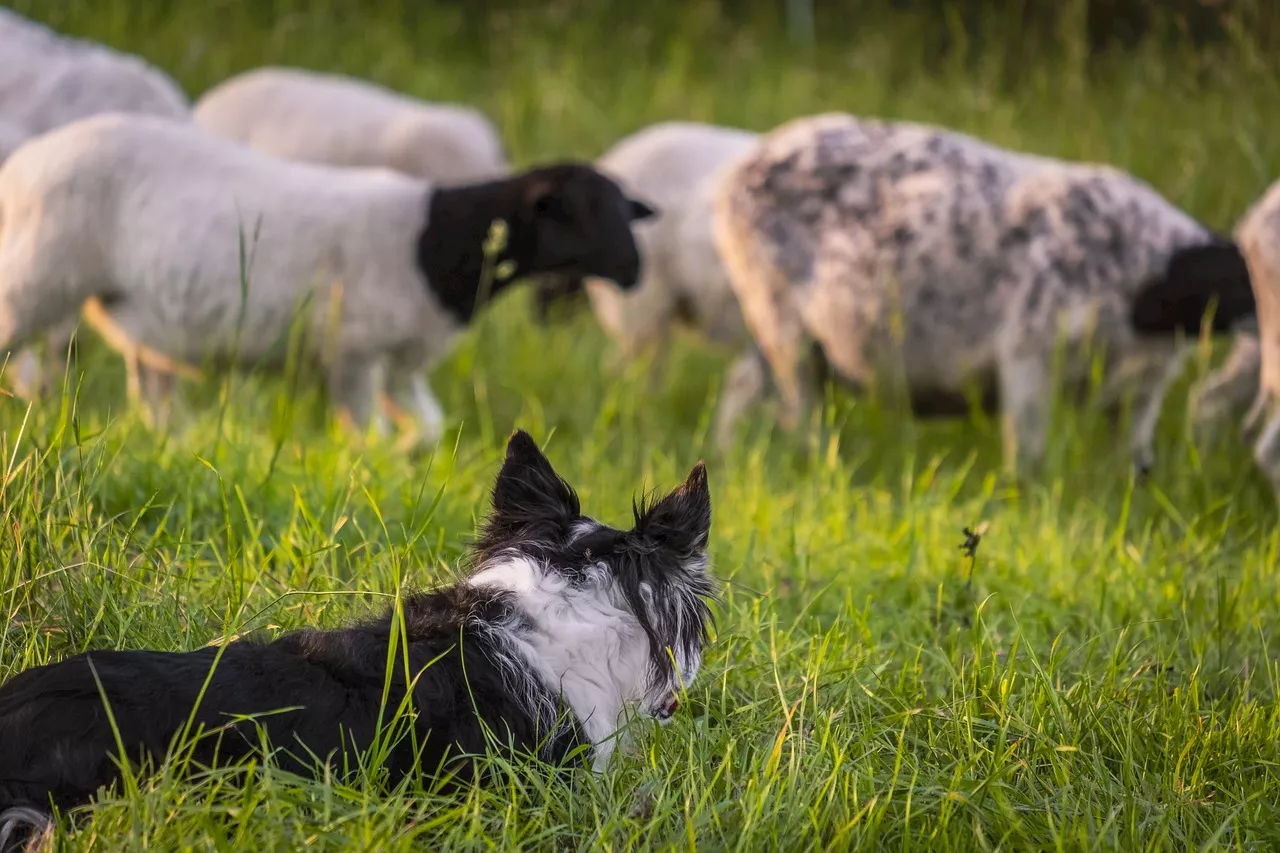 Five things to know about herd dog breeds