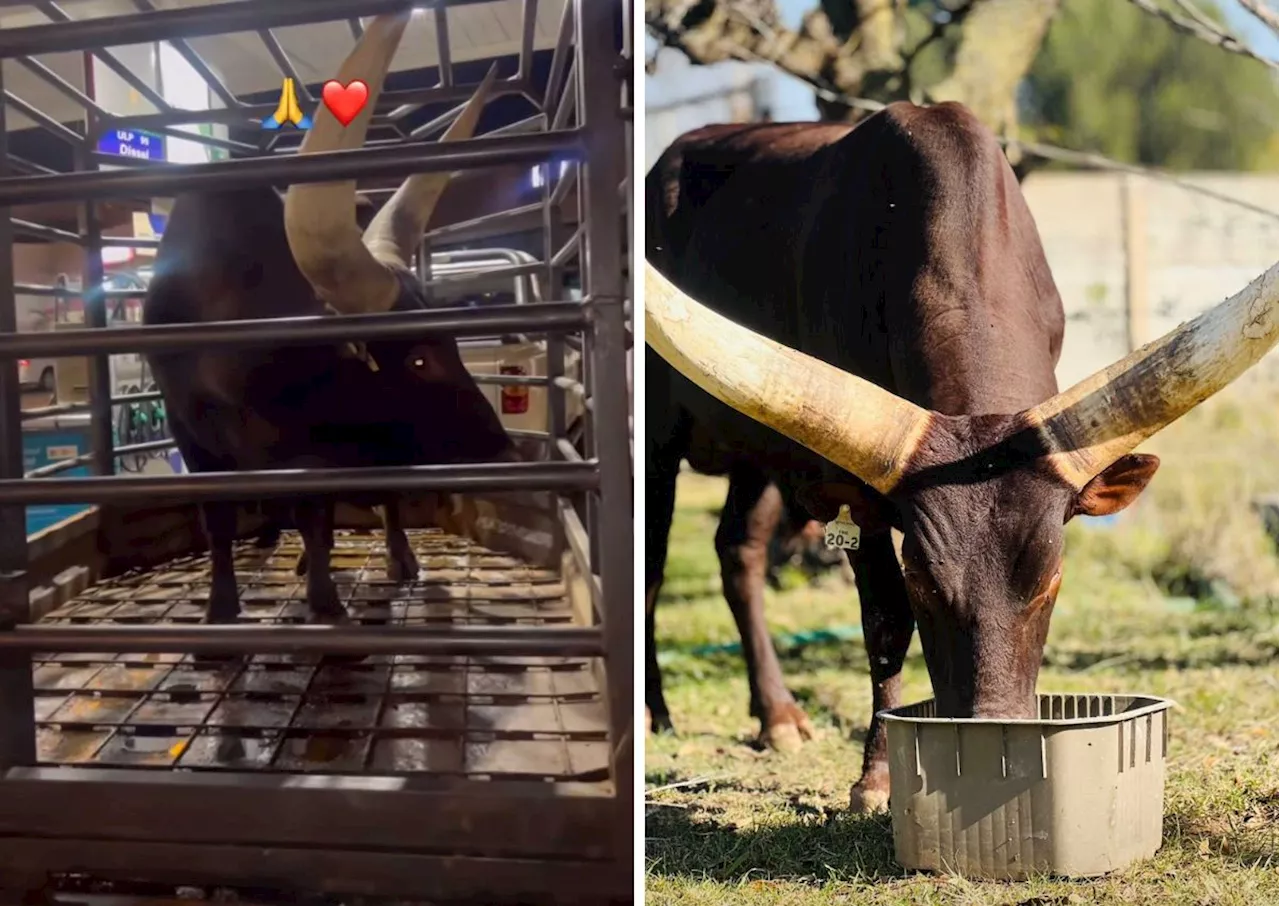 Money moves! Kabza De Small buys pricey Ankole cow [video]