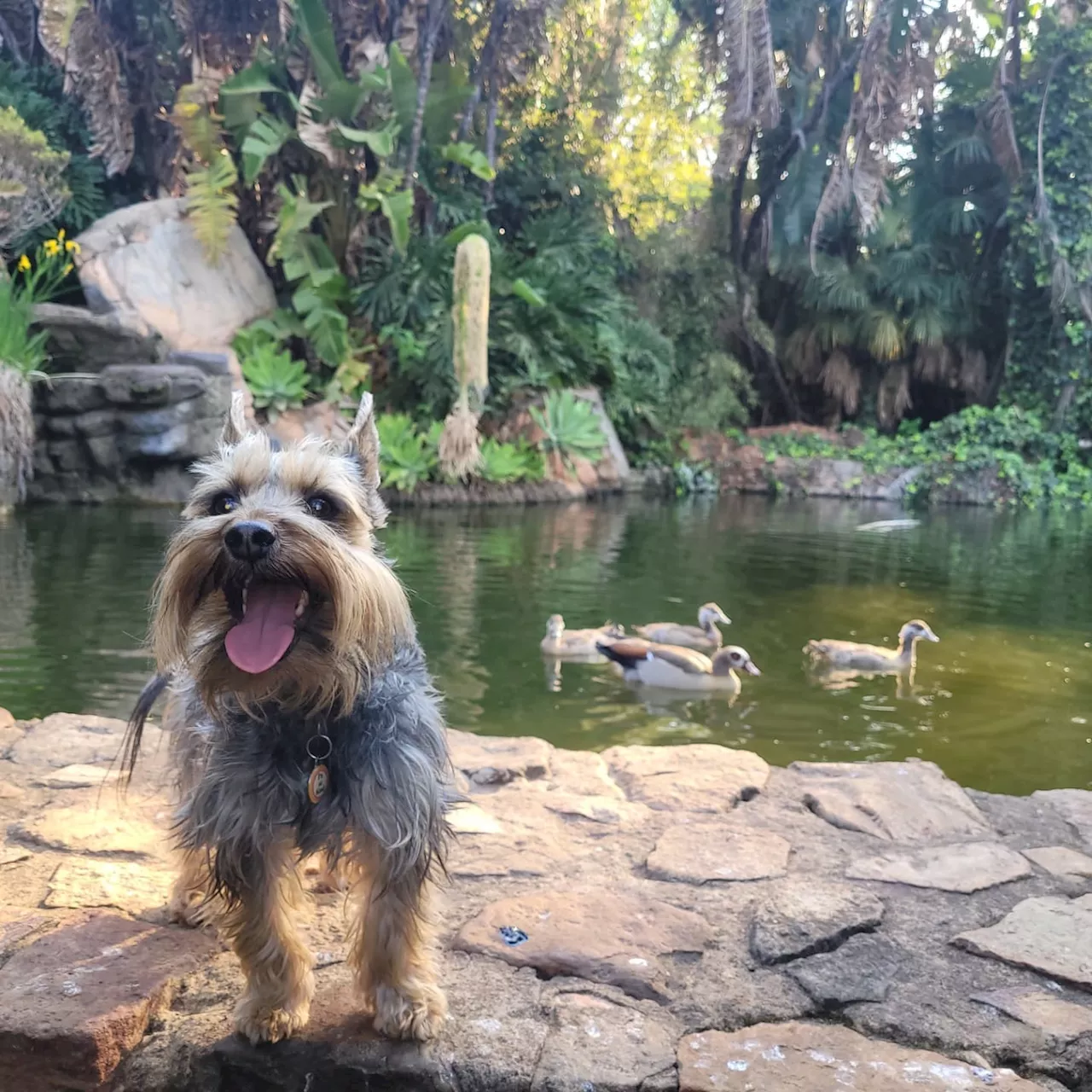 Pet of the week: Meet Jackie Boy the Snorkie