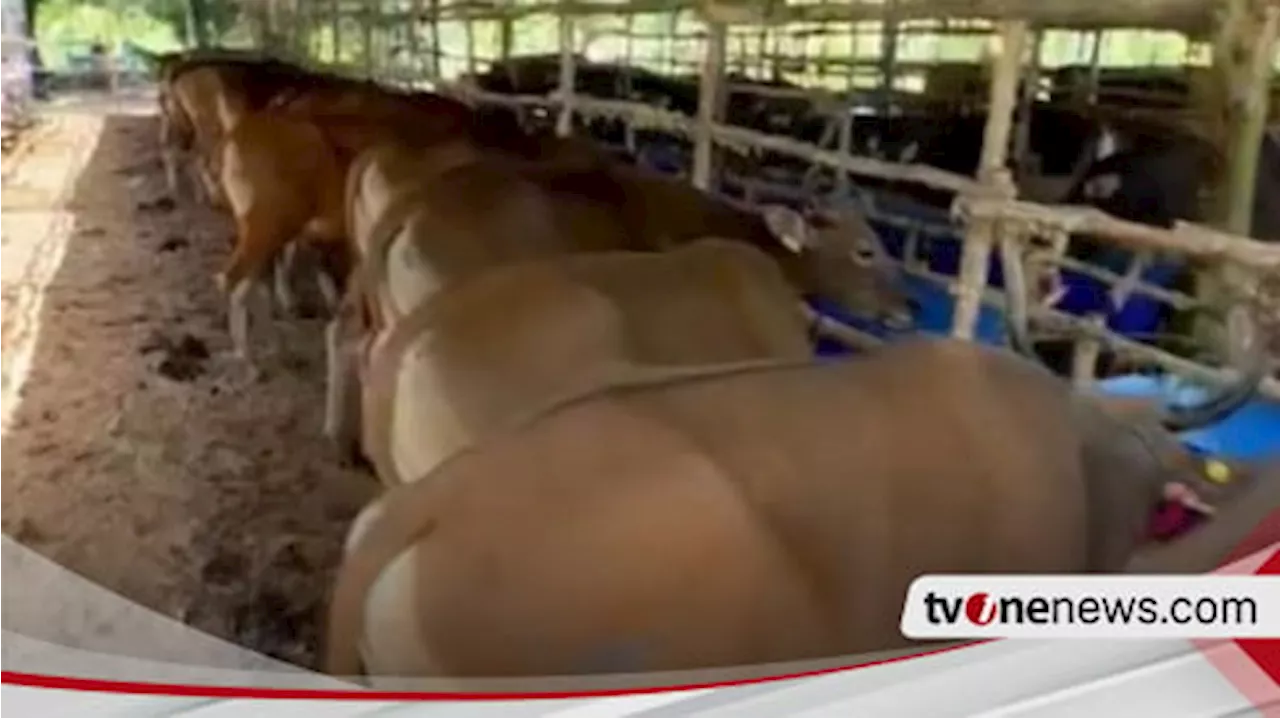 Jelang Idul Adha, Warga Palembang Diminta untuk Tidak Beli Hewan Qurban di Pinggir Jalan