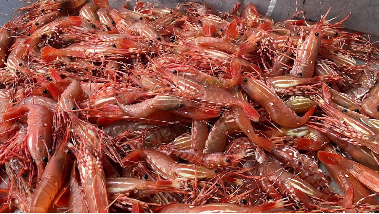 10 Spots to get Spot Prawns in Vancouver in 2024