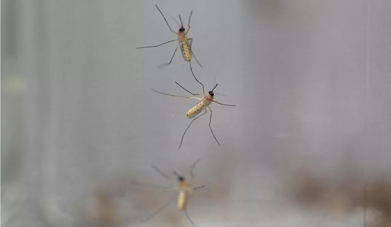 What to look for in mosquito repellents