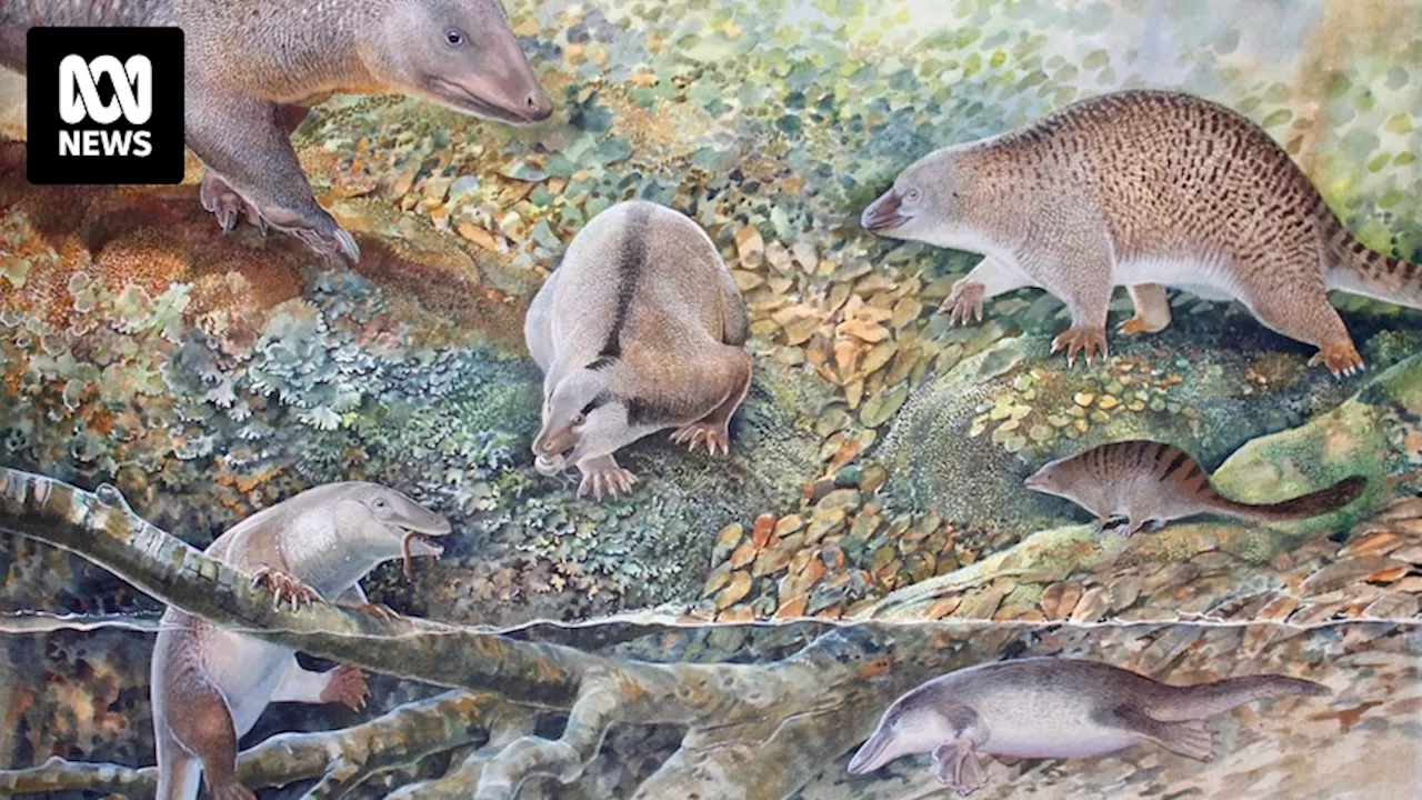 'Echidnapus' fossil of potential echidna and platypus ancestor may point to Australian 'age of monotremes'