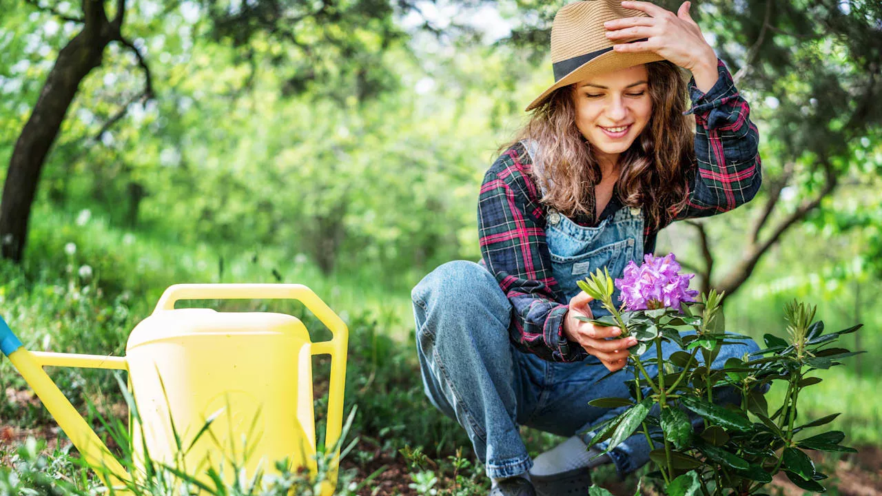 Blumen: Giftig für Bienen und Pflanzen: Diesen Rhododendron dürfen Sie ...