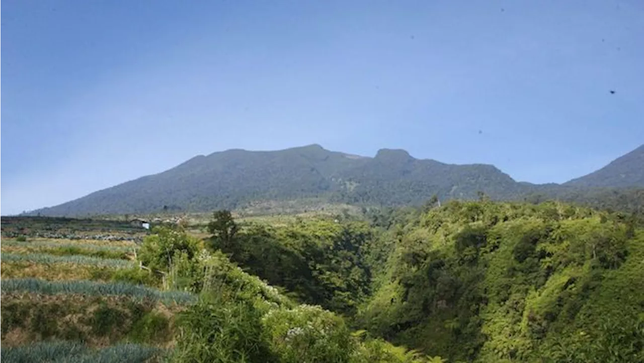 Macan Tutul dan Macan Kumbang Terekam Kamera di Gunung Gede-Pangrango