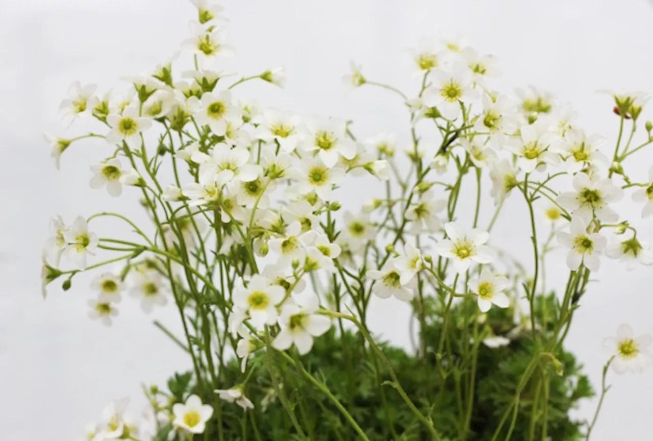 Utryddet blomst plantet på hemmelig sted