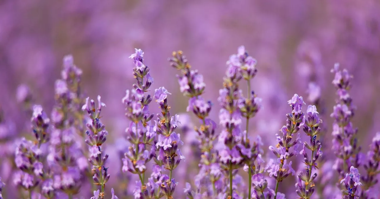 Alan Titchmarsh shares top tip to keep lavender blooming and 'prolong' lifespan