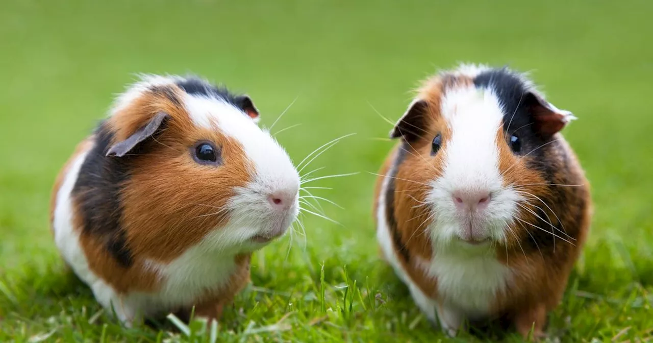 Three dead guinea pigs found 'malnourished' in Tesco bag left on Scots road