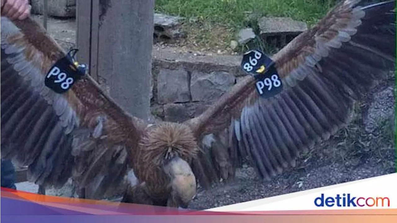 10 Burung yang Terbang Paling Tinggi, Ada yang Bisa Lewati Puncak Everest!