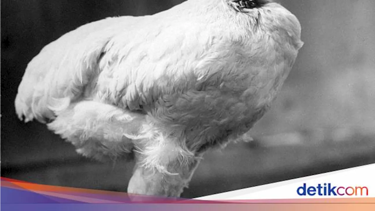 Ajaib! Ayam Ini Bisa Hidup Tanpa Kepala Selama Setahun Lebih