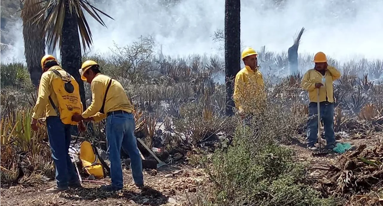 Incendios en Nuevo León consumen 470 hectáreas de vegetación